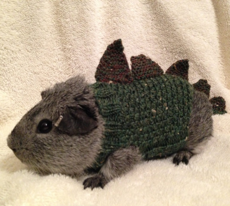Free Knitting Pattern for Cavysaurus Rex Pet Costume