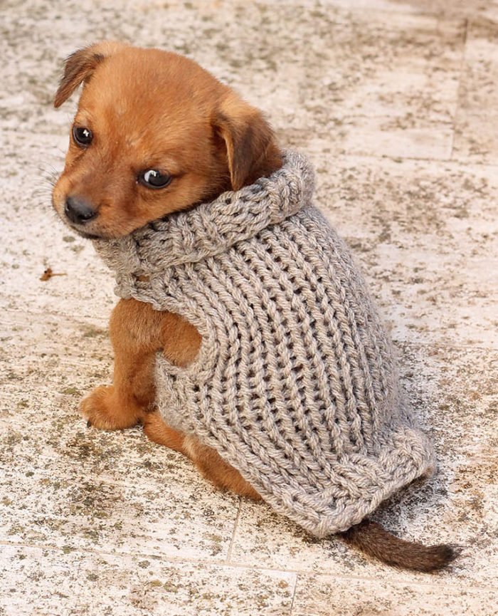 Free Knitting Pattern for Small Puppy Sweater