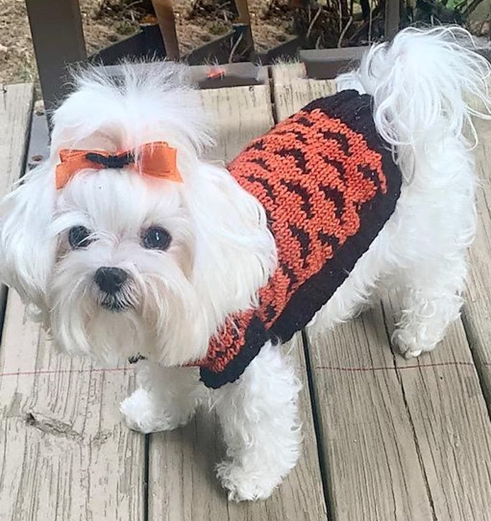 Free Going Batty Dog Sweater Halloween Knitting Pattern