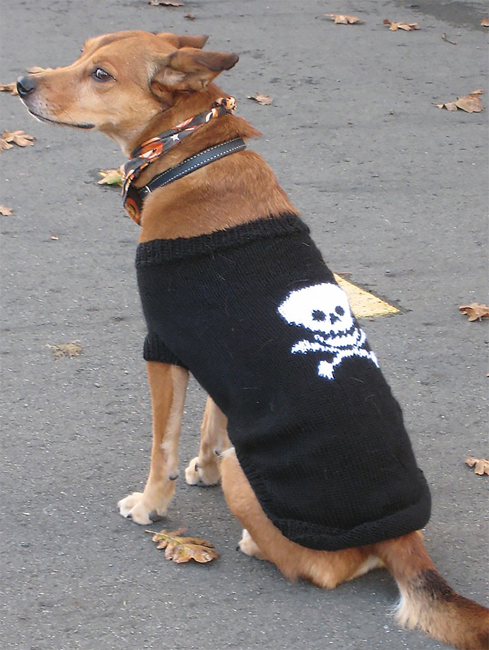 Free Knitting Pattern for Pirate Dog Coat