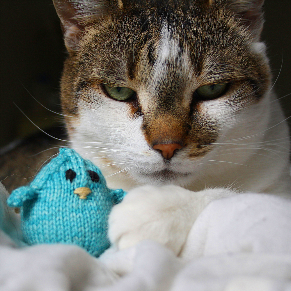 Free Knitting Pattern Cat Rocky's Bluebird of Happiness